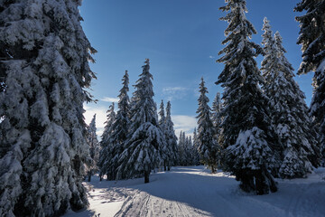 Snowy forest in the winter scene. Trees with snow. February 2022 