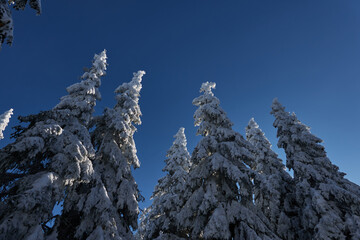 Snowy forest in the winter scene. Trees with snow. February 2022 