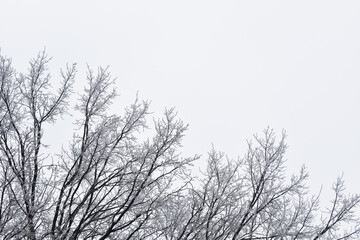 Tree in winter on white background