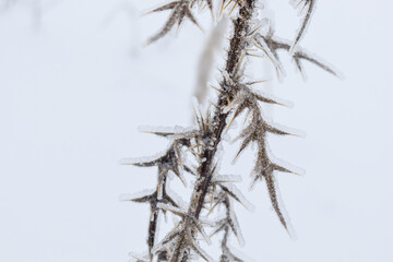 Plant covered by ice