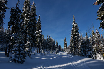 Snowy forest in the winter scene. Trees with snow. February 2022 