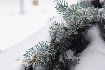 Christmas tree sprinkled with snow. Spruce covered by snow
