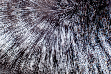Animal fur close up. Background of gray sable and red fox or chinchilla wool, pile fur texture.