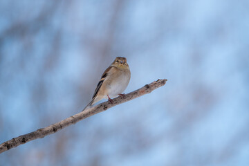 A perched American goldfinch in winter