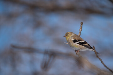 A perched American goldfinch in winter