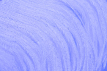 Multicolored bright colorful bird feathers close-up as a background. Holiday carnival. Set of colored different feathers.