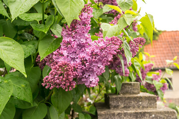 A branch of blooming lilac