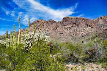 Creosote bush, cholla and organ pipe cactus in the rocky  Ajo Mountains, Organ Pipe Cactus National...