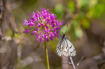 Butterfly on a flower. A flock of butterflies by the water. Colorful spring background with copy space. Spring and ecology concept.