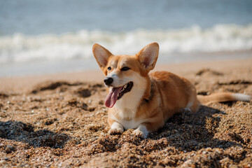 Happy welsh corgi pembroke dog at the beach