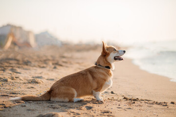 Happy welsh corgi pembroke dog at the beach