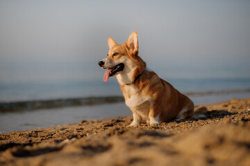 Happy welsh corgi pembroke dog at the beach
