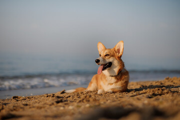 Happy welsh corgi pembroke dog at the beach