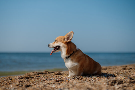 Happy welsh corgi pembroke dog at the beach