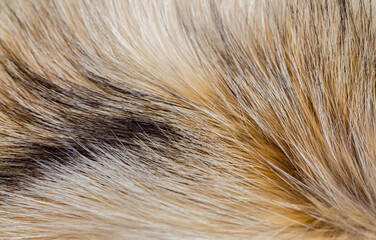 Animal fur close up. Background of gray sable and red fox or chinchilla wool, pile fur texture.