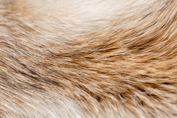 Animal fur close up. Background of gray sable and red fox or chinchilla wool, pile fur texture.