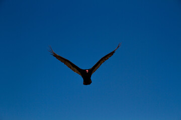 Condor in flight