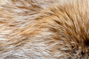 Animal fur close up. Background of gray sable and red fox or chinchilla wool, pile fur texture.