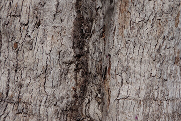 Close-up full frame view of a Araucaria Norfolk Island pine tree trunk