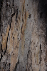Obraz premium Close-up full frame view of a eucalyptus tree trunk