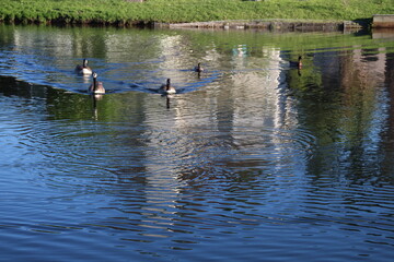 Ducks outside eating, swimming, and walking around. 