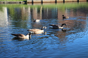 Ducks outside eating, swimming, and walking around. 