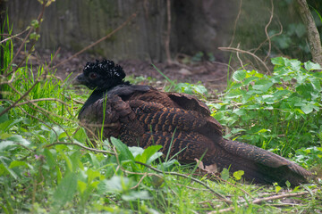vulture in the zoo