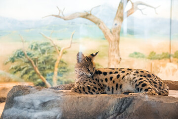 Serval sits on a stone. Against the background of the tree and the sky. Leptailurus serval, wild cat.