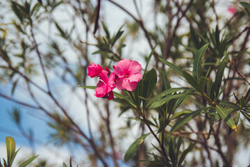 Pink oleander tree flower against the sky. Close up.