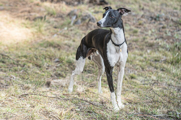 Whippet dog breed portrait.
Medium sized dog breed belonging to the greyhound family.
