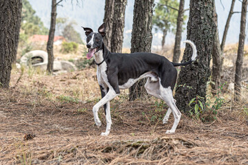 Whippet dog breed portrait.
Medium sized dog breed belonging to the greyhound family.
