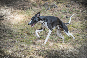 Whippet dog breed portrait.
Medium sized dog breed belonging to the greyhound family.
