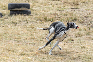 Whippet dog breed portrait.
Medium sized dog breed belonging to the greyhound family.
