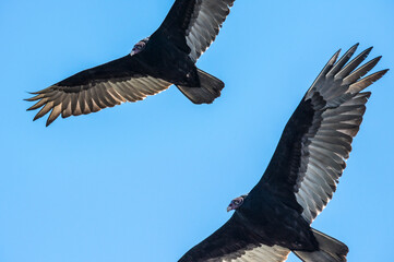 Black vultures soaring overhead