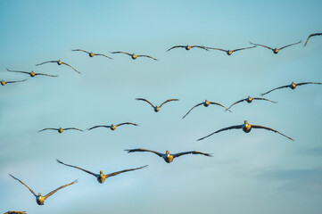 Flock of approaching Pelicans in flight