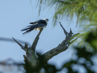 Swallow Tail kite pearched on Cypress tree top.