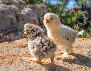 Free range baby chicks standing on boulder in yard
