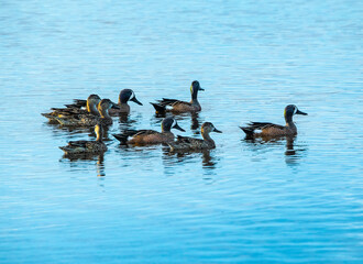 Goup of Blue Wing Teal on water at Merrit Island National WIldlife Refuge, wetlands