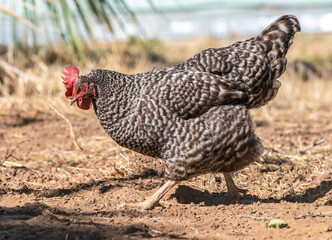 Free ranging Barred Rock hen chicken in yard