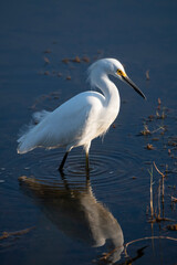 Snowy Egret wading in wetland pond