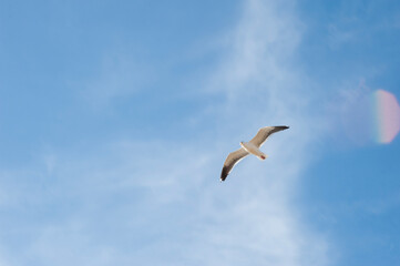 Fototapeta na wymiar Sea Gull in flight against blue sky and clouds