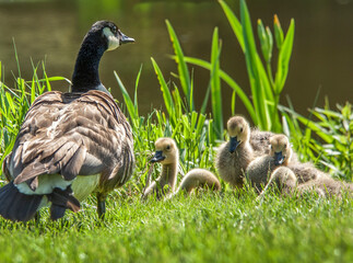 Goose with gooslings on pond shore