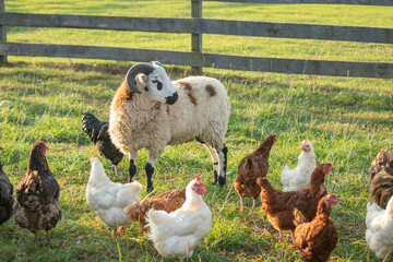 Jacob Sheep with chickens