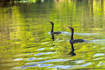 Pair of Double Crested Cormorant (Phalacrocorax auritus) swim in Silver River, Silver Springs FL.