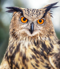 Red eyed stare of Eurasian Eagle Owl