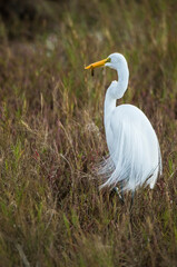 Fototapeta premium Common Egret feeding at Black Point, Merritt Island NWR