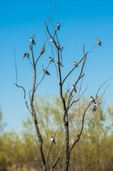 Flock of Rough Wing Swallows in bare tree