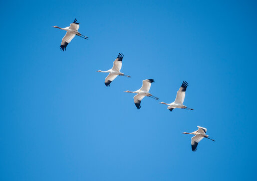 Formation of rare Whooping Cranes in flight overhead