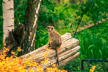 meerkat
