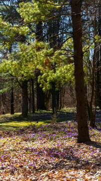 trees and blooming crocus in spring. forest on a sunny day